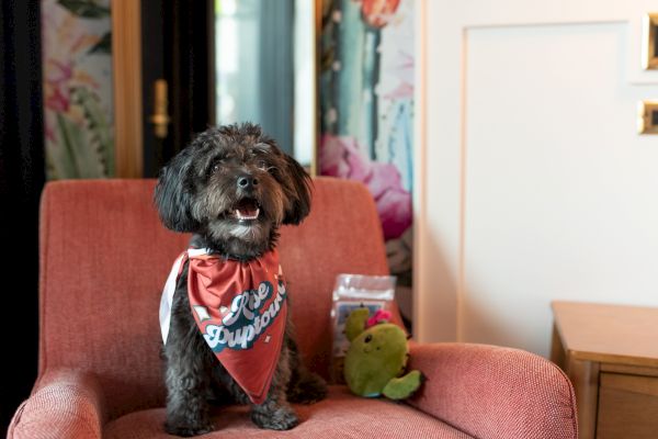 A small black dog wearing a red bandana sits on a chair with a green stuffed toy and a bag of treats nearby.