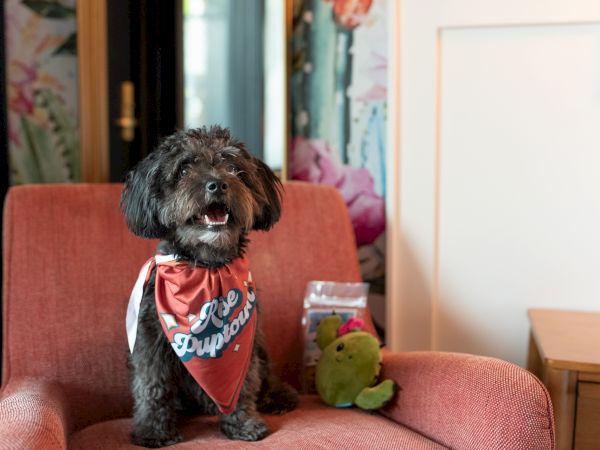 A small black dog wearing a red bandana sits on a chair with a green stuffed toy and a bag of treats nearby.