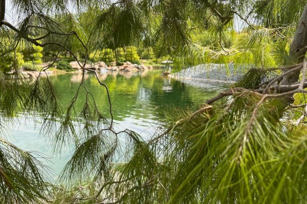 A serene lake is visible through branches of a tree, with greenery and rocks surrounding the water on a sunny day.