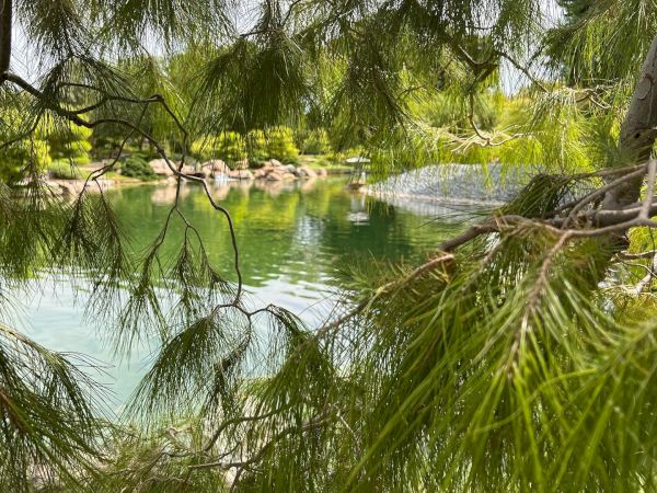 A serene lake is visible through branches of a tree, with greenery and rocks surrounding the water on a sunny day.