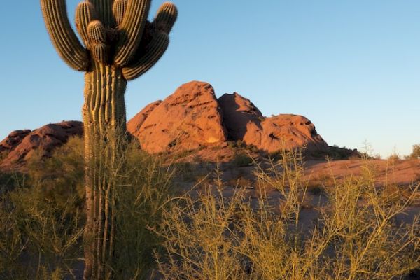 A large cactus stands prominently in the foreground, with desert shrubs and rock formations in the background under a clear blue sky.