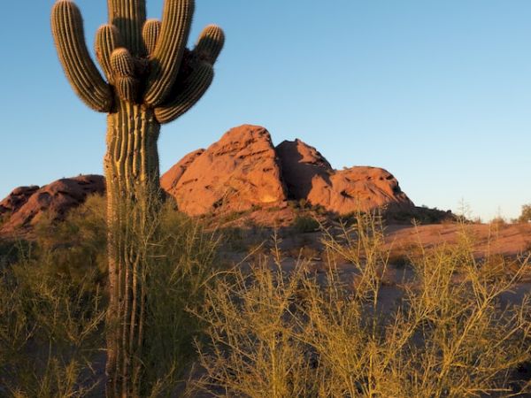 A large cactus stands prominently in the foreground, with desert shrubs and rock formations in the background under a clear blue sky.
