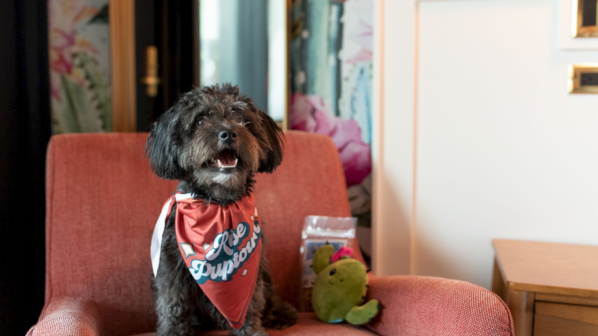 A fluffy black dog sits on a red chair wearing a red bandana, with a chew toy and a package beside it, in a stylish room with floral decor.