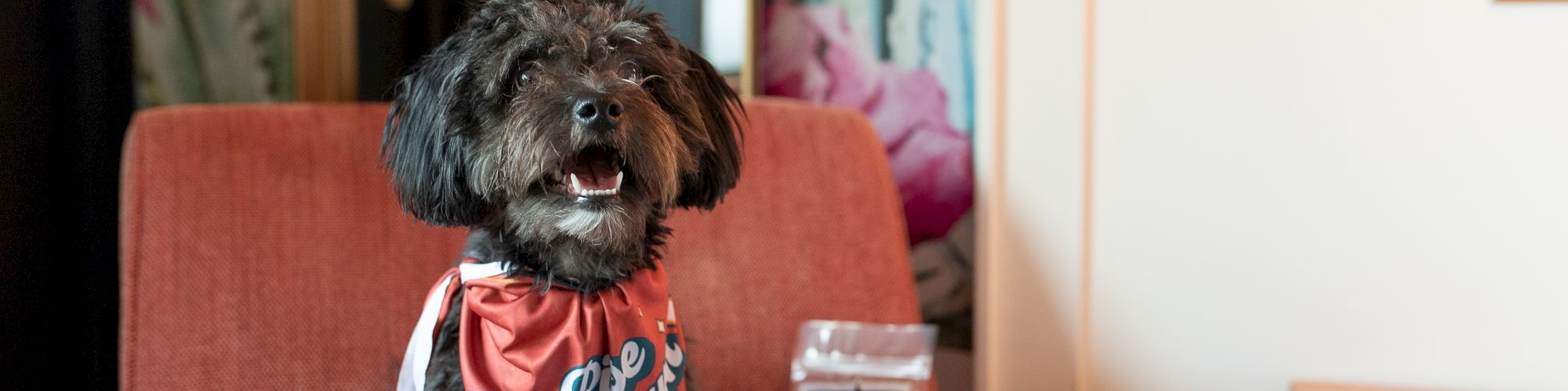 A fluffy black dog sits on a red chair wearing a red bandana, with a chew toy and a package beside it, in a stylish room with floral decor.